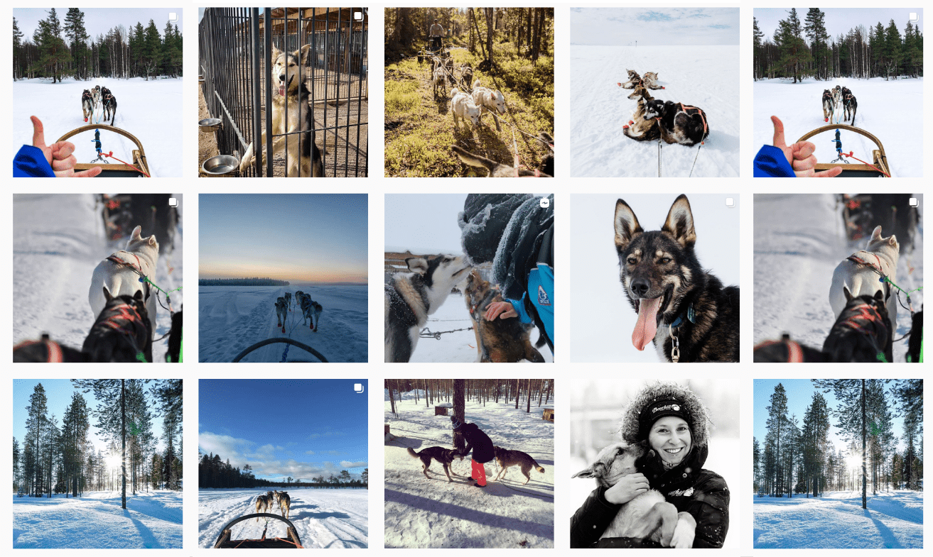 Collage of husky safaris in Rovaniemi Finland