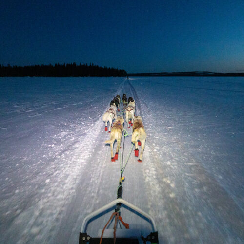 Musher's point of view on husky tour in Lapland, Finland