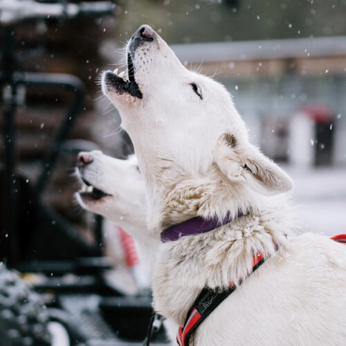 White huskies howling in the snow in Lapland, Finland