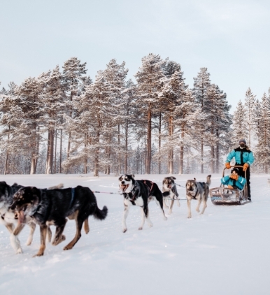 Dog sled safari in Lapland, Finland