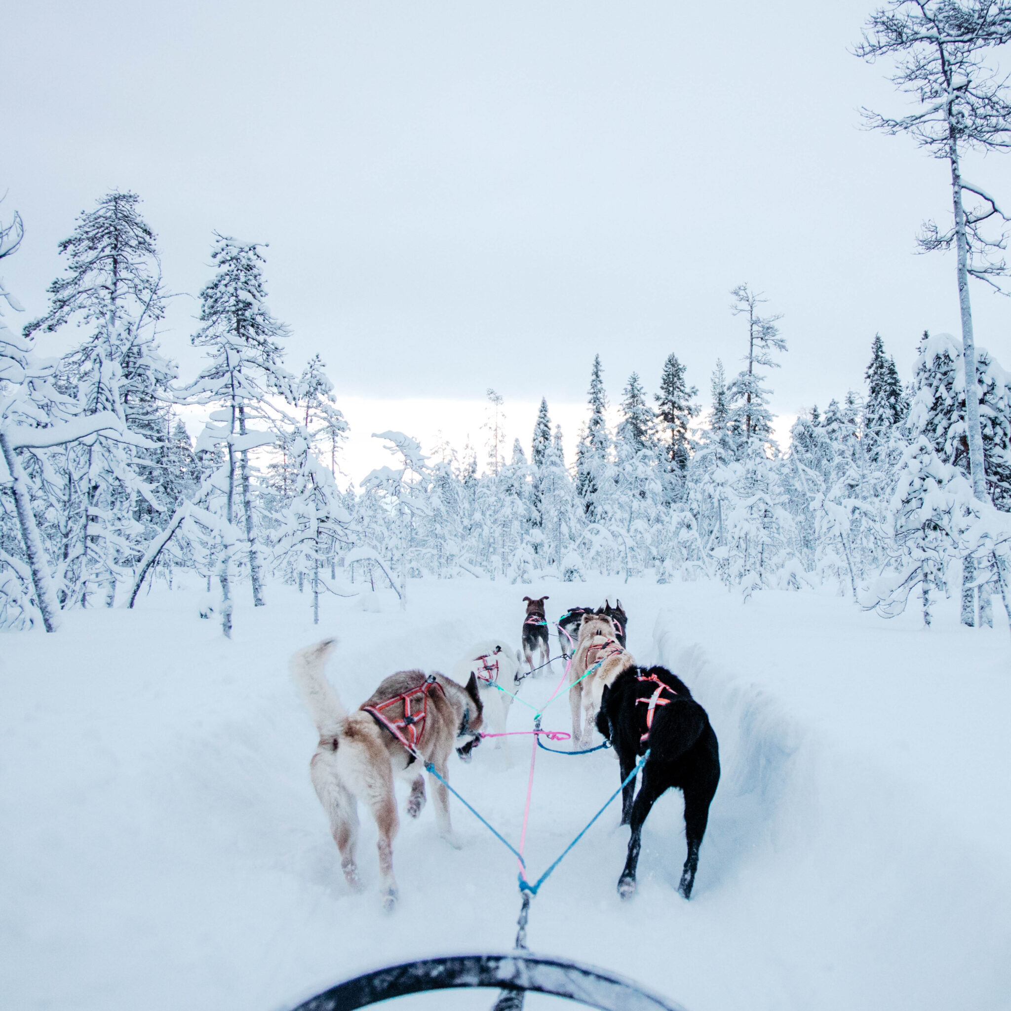 Husky tour in a winter wonderland
