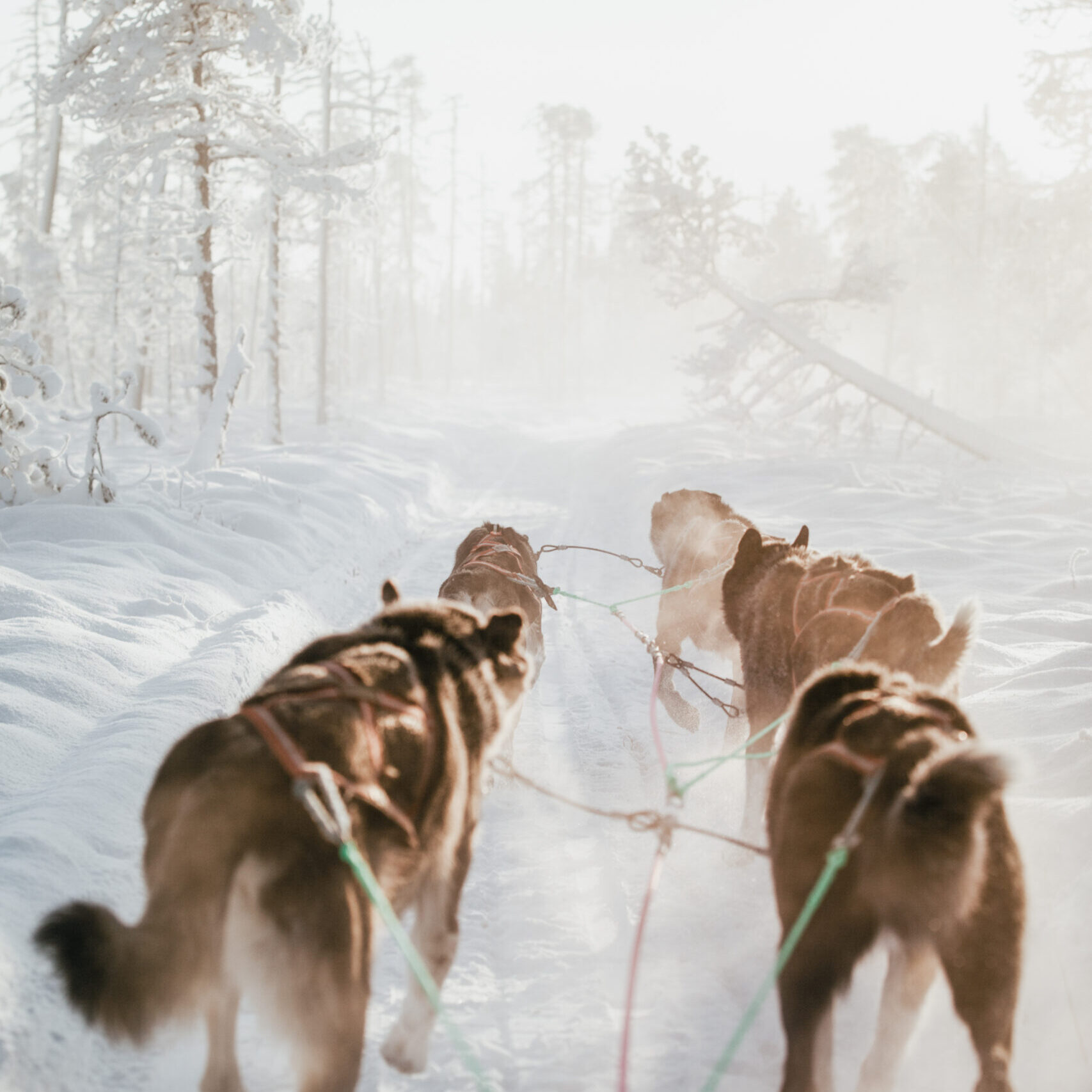 Husky safari in winter in Rovaniemi, Finland
