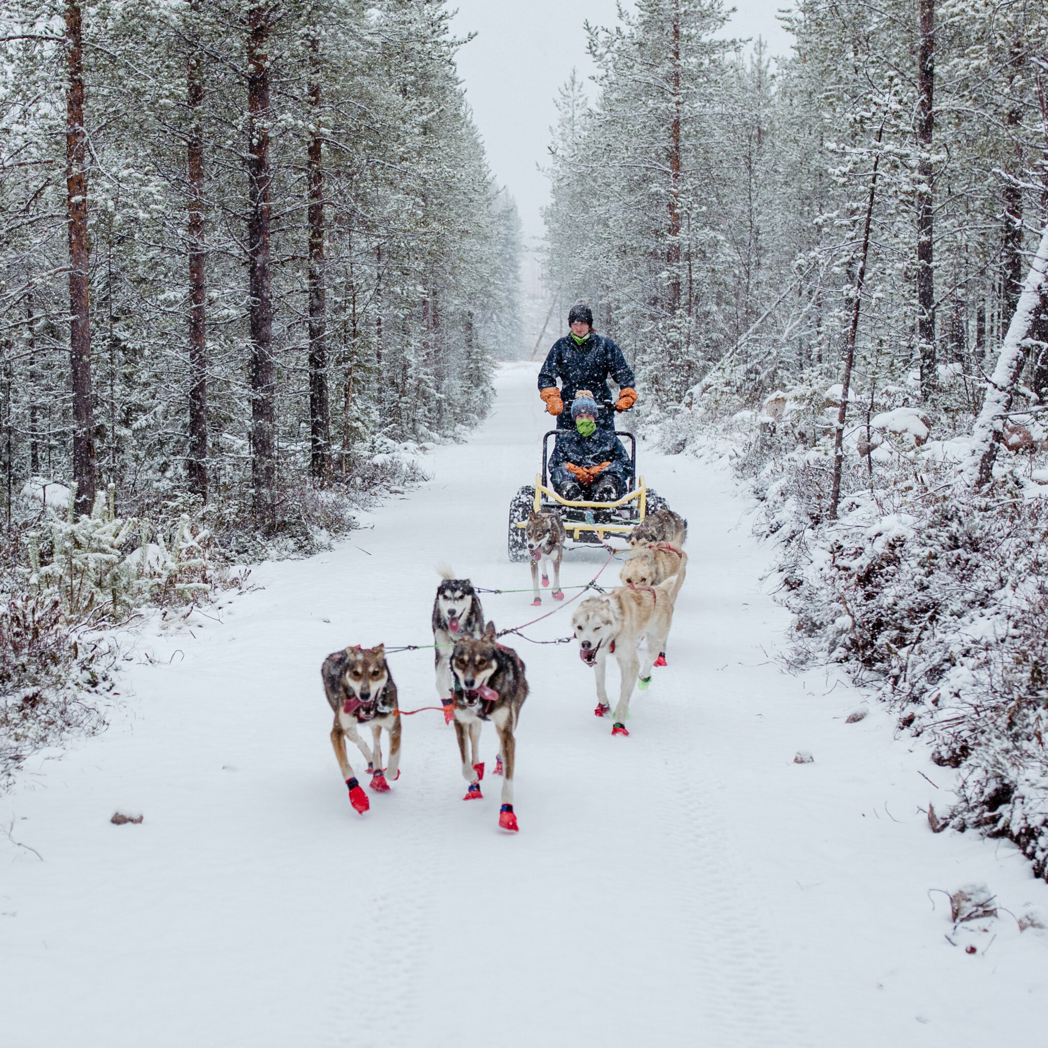 Huskies pulling a sled in Lapland, Finland