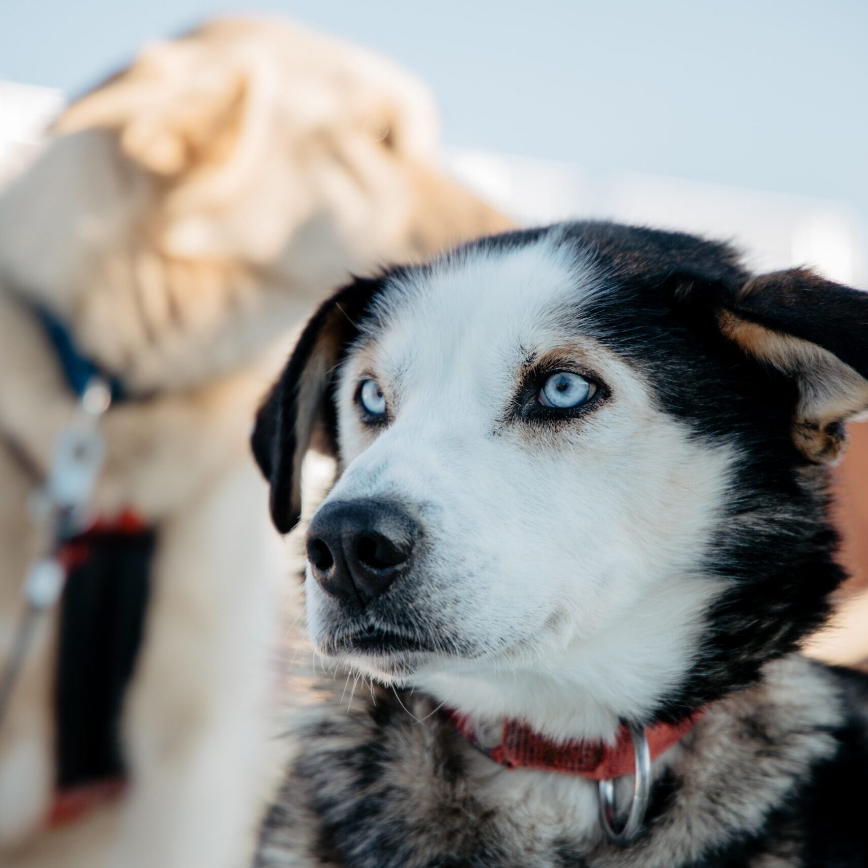 Close-up of a blue-eyed husky sled dog at the Bearhill Husky kennel in Rovaniemi, Lapland, eagerly waiting for the next husky sled tour.