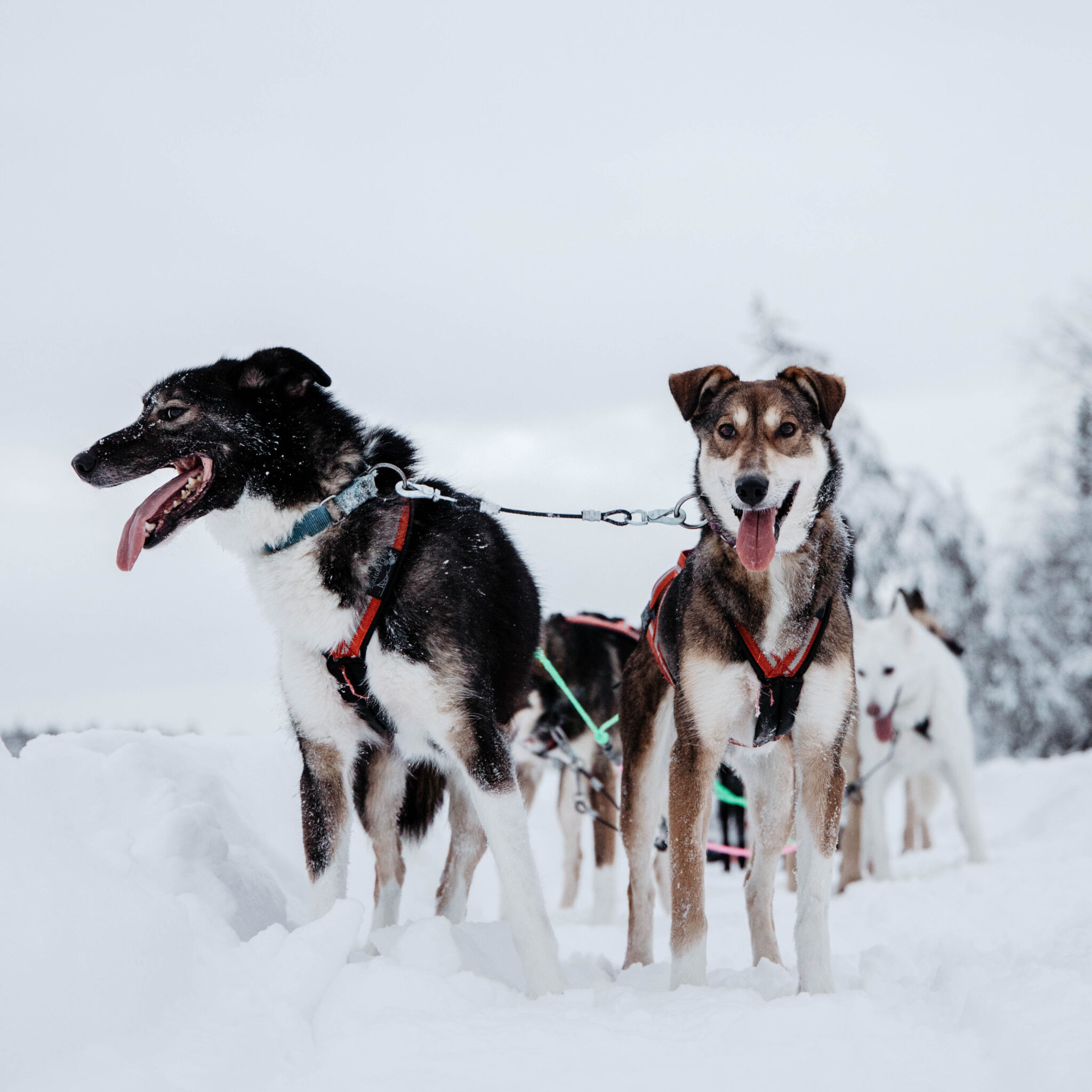 Huskies taking a break in snowy, winter landscape in Rovaniemi, Finland