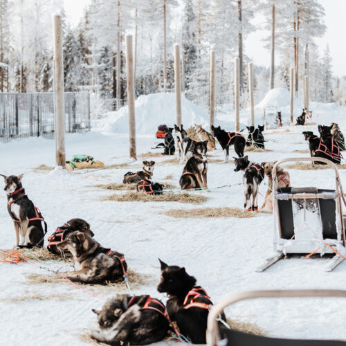 Bearhill Husky kennel in Lapland Finland