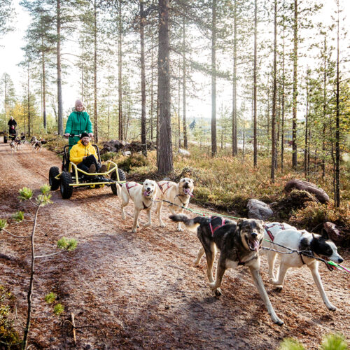 Huskies pulling a cart during the autumn in Lapland, Finland