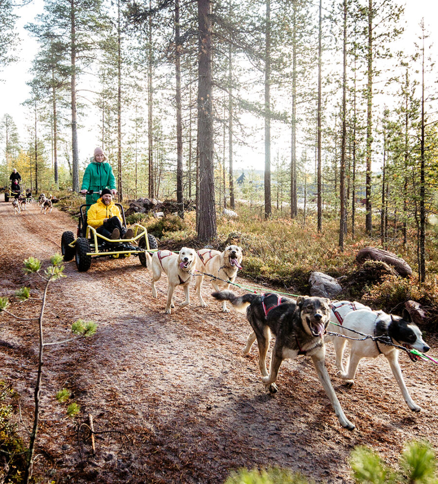 Huskies pulling a cart during the autumn in Lapland, Finland