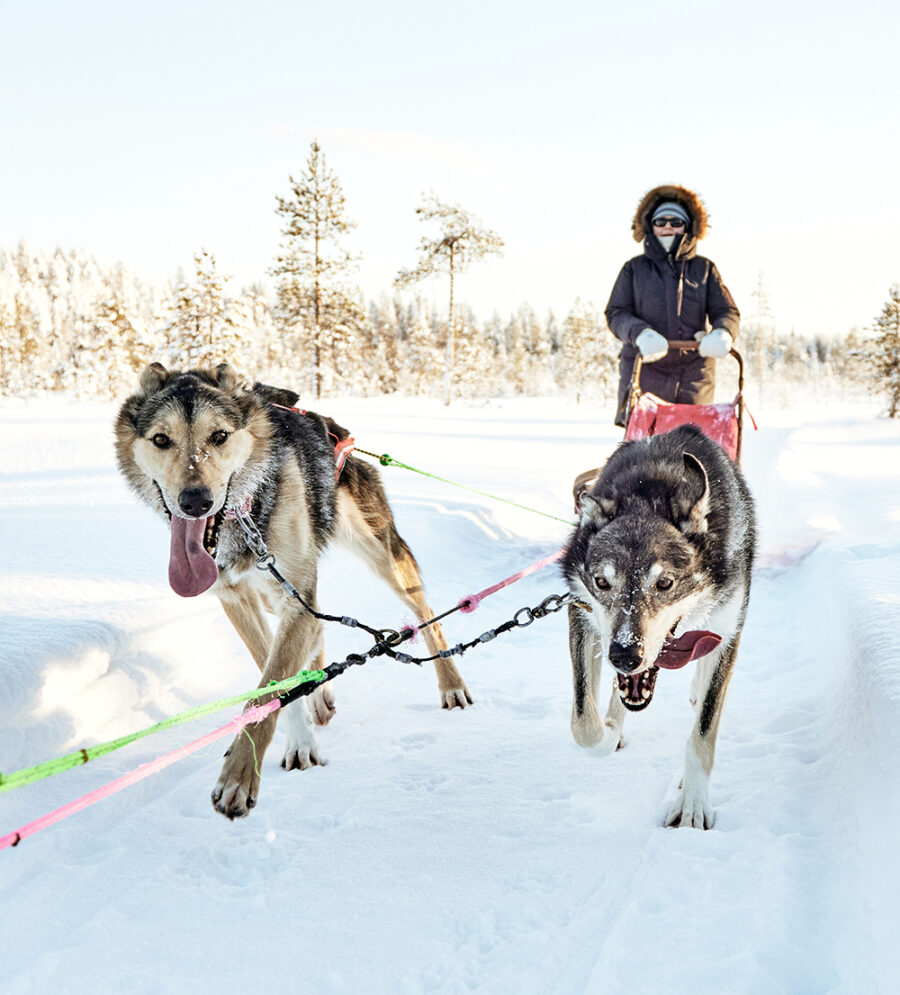 Huskies pulling a sled with a tourist in Lapland, Finland