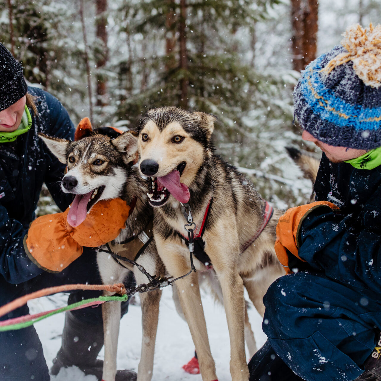 Tourists petting huskies in snowy forest in Lapland, Finland