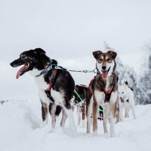 Huskies stopped and posing during dog sledding tour in Finnish Lapland