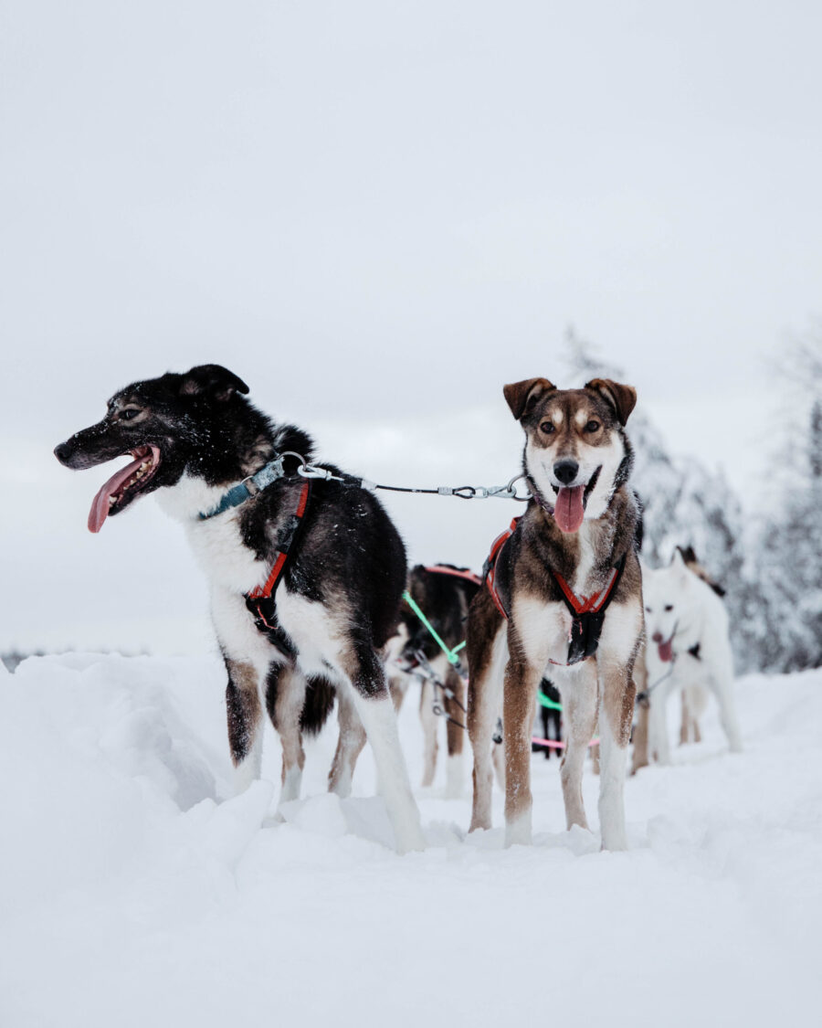 Huskies stopped and posing during dog sledding tour in Finnish Lapland