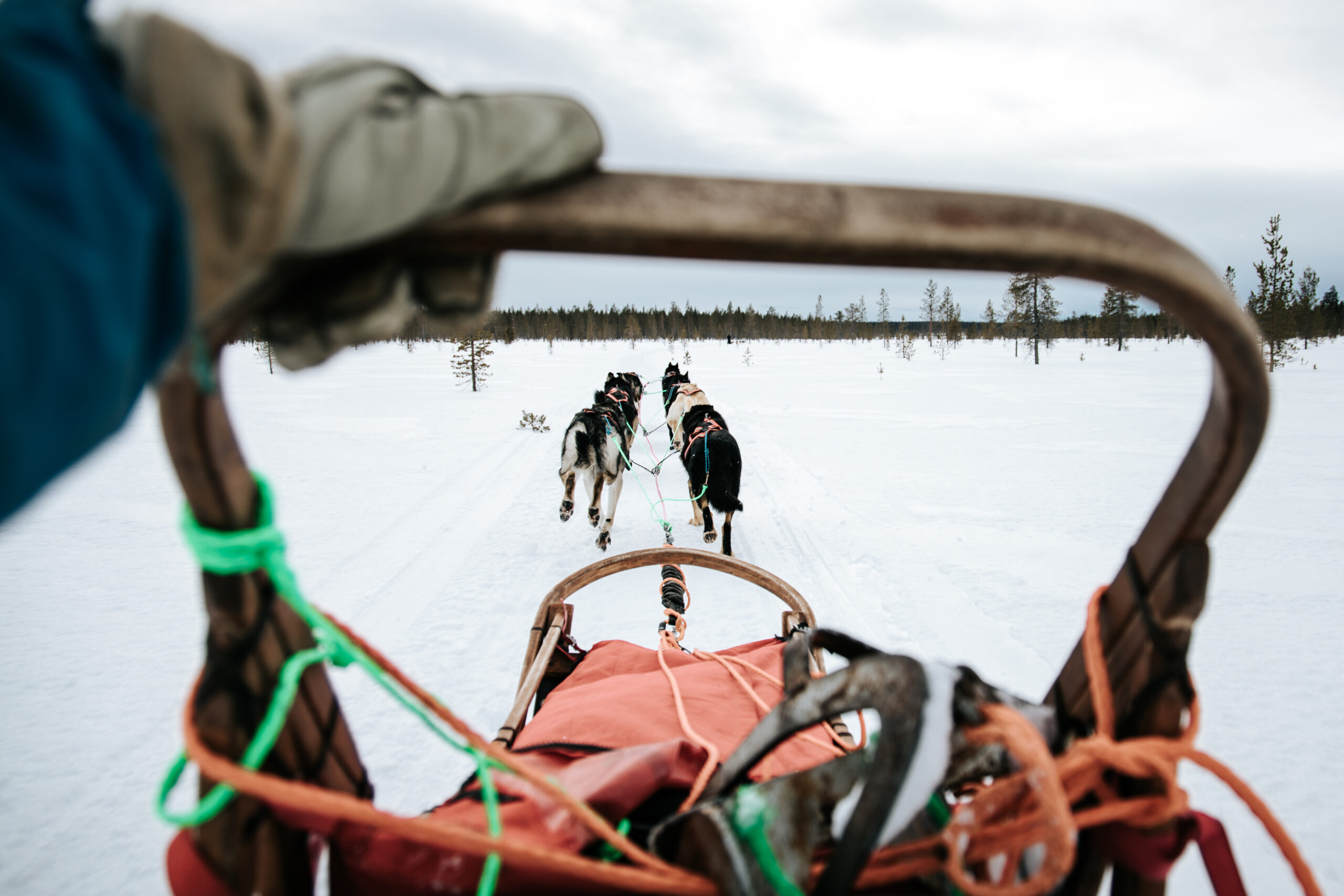 Musher's point of view on husky tour in Lapland, Finland