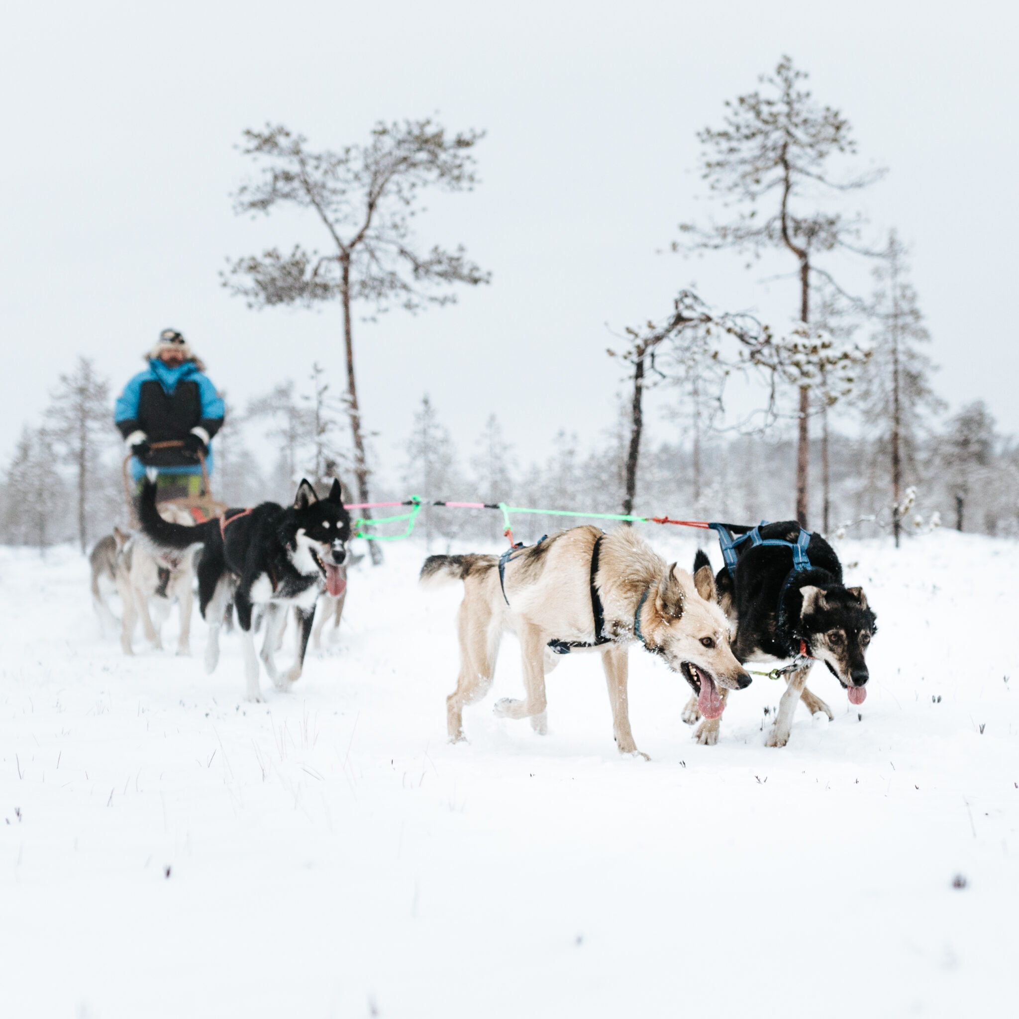 Huskies pulling a sled in Lapland, Finland