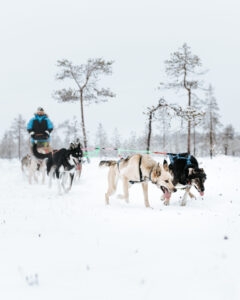 Huskies pulling a sled in Lapland, Finland