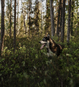 Husky walking through an Arctic forest during the summer in Lapland, Finland