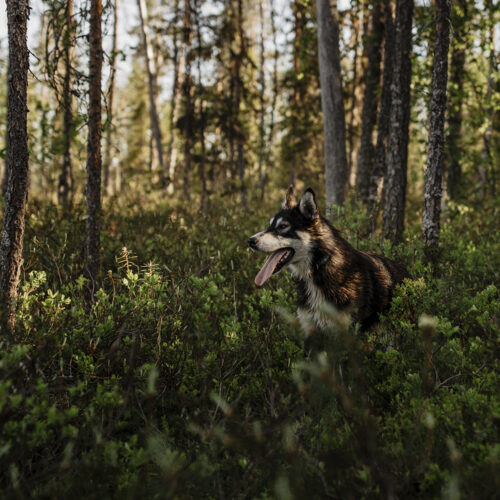 Husky walking through an Arctic forest during the summer in Lapland, Finland