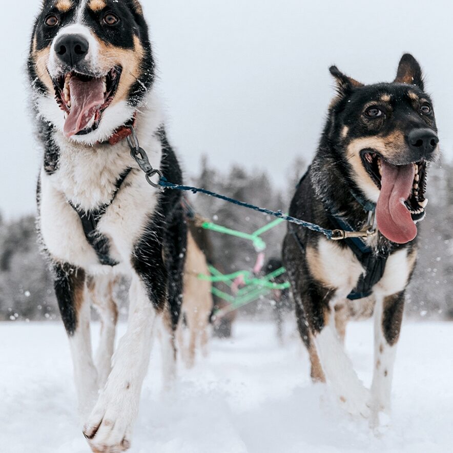 Husky safari in Rovaniemi Finnish Lapland