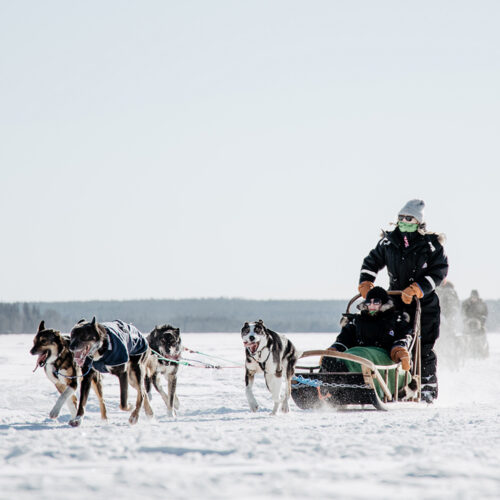 Tourists with a dog sled in Rovaniemi, Finland