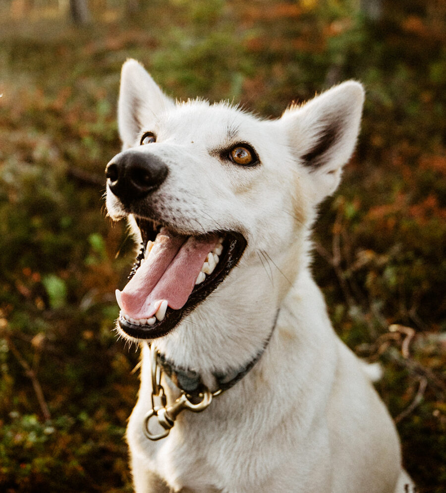 Closeup of white husky posing in the forest during the autumn in Rovaniemi, Lapland