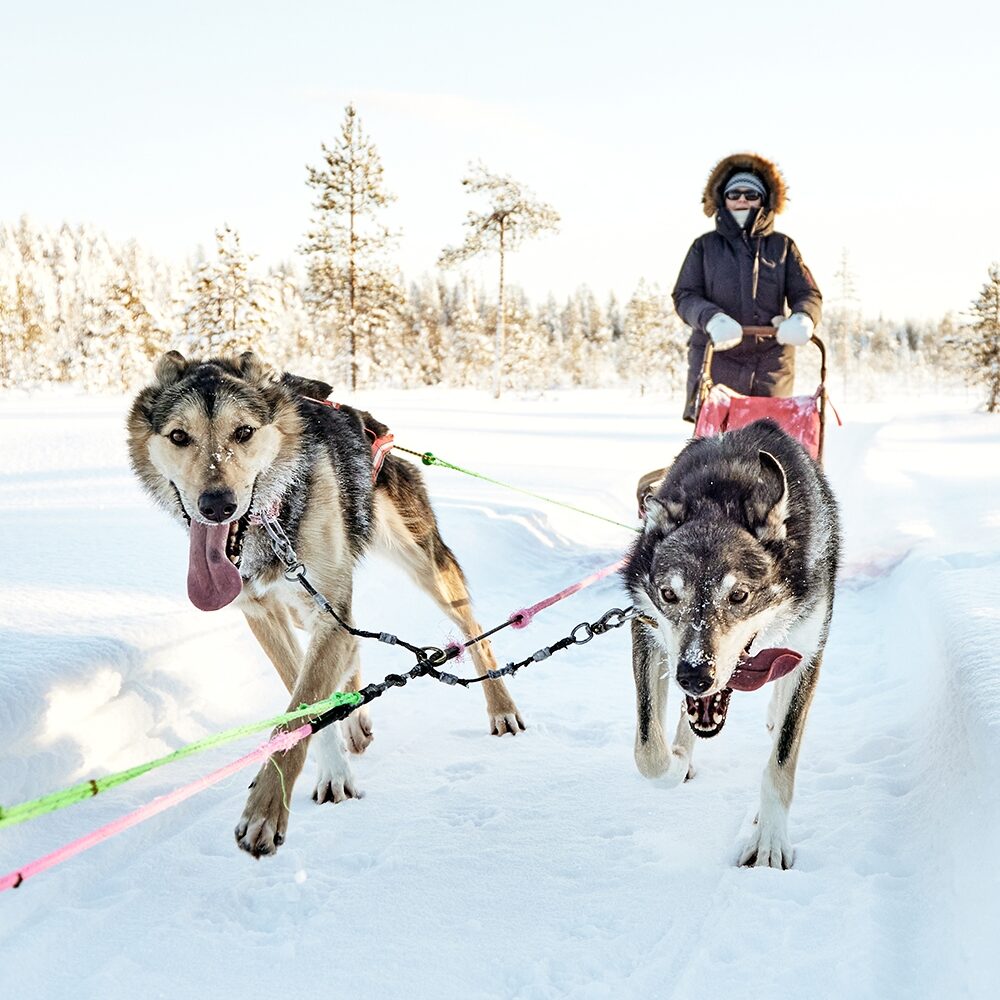 Husky Tours Bearhill Husky Rovaniemi Finland