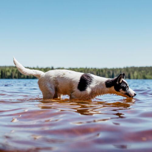 Husky going for a swim in an Arctic lake during the summer in Lapland, Finland