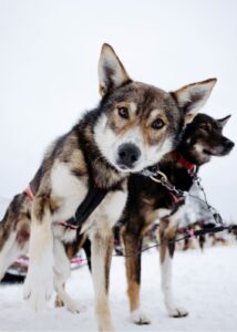 Bearhill Husky 2023 Calendar sled dogs harnessed in winter