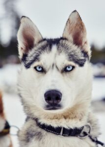 Bearhill Husky 2023 Calendar black and white husky with blue eyes with focused stare