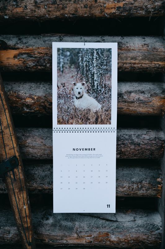 Bearhill Husky 2023 Calendar happy husky on rustic wood shelter in Finland