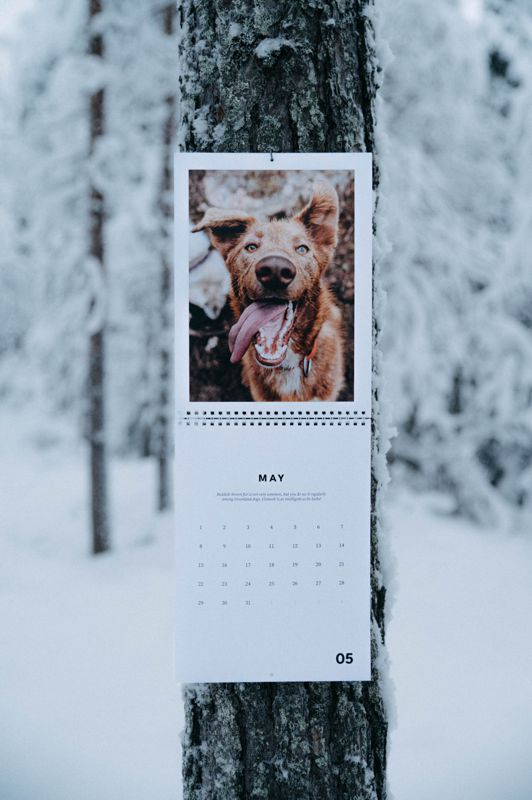 Bearhill Husky 2023 Calendar happy husky in Finnish winter scene