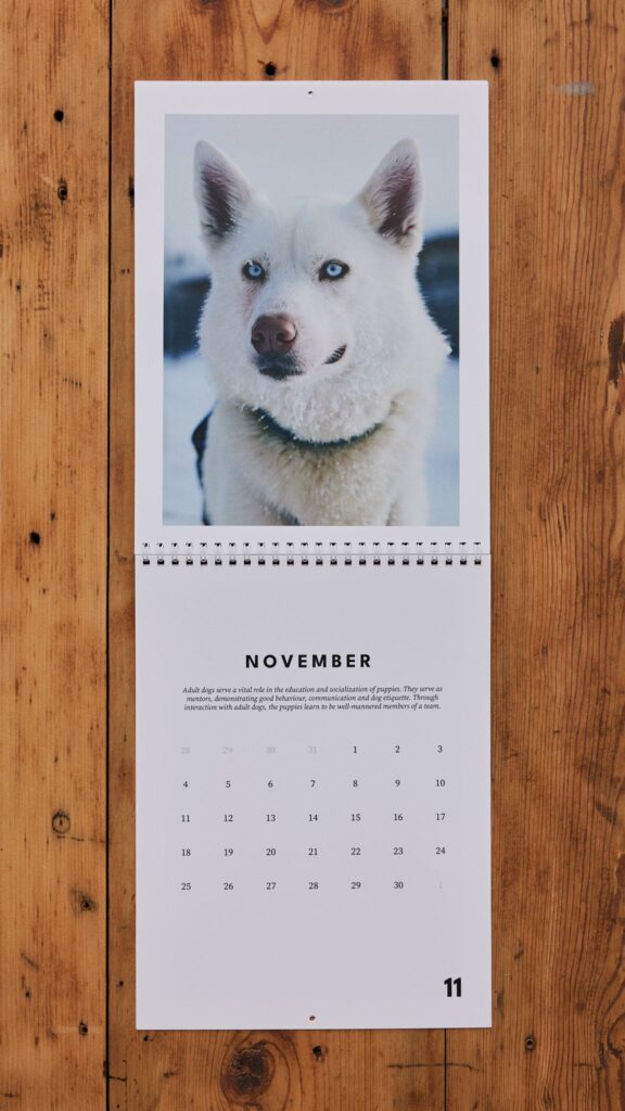 Bearhill Husky 2024 Calendar White Husky with blue eyes in Rovaniemi Lapland Finland