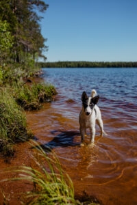 A puppy dog standing in shore water in a summer scenery