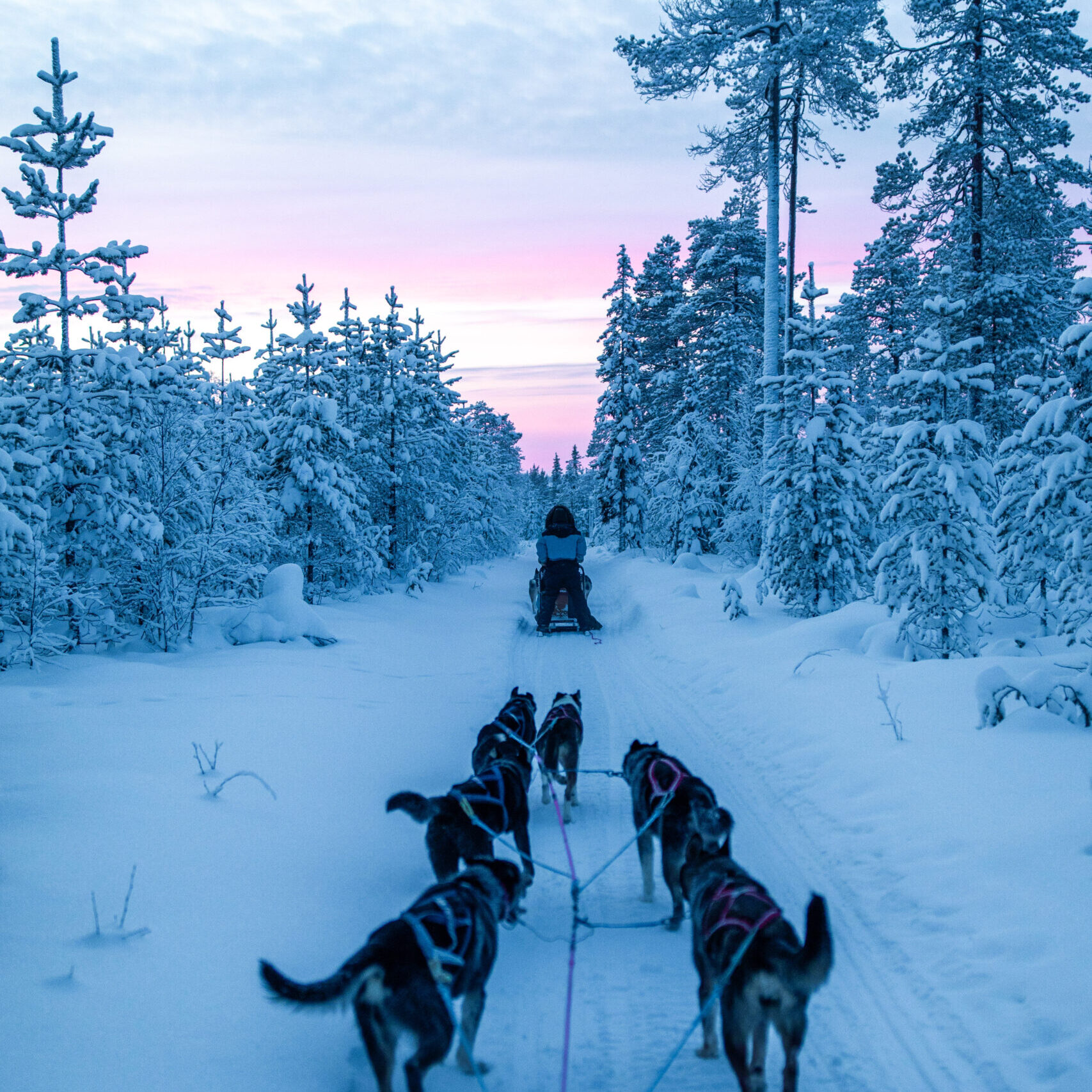 Husky tour in the sunset 