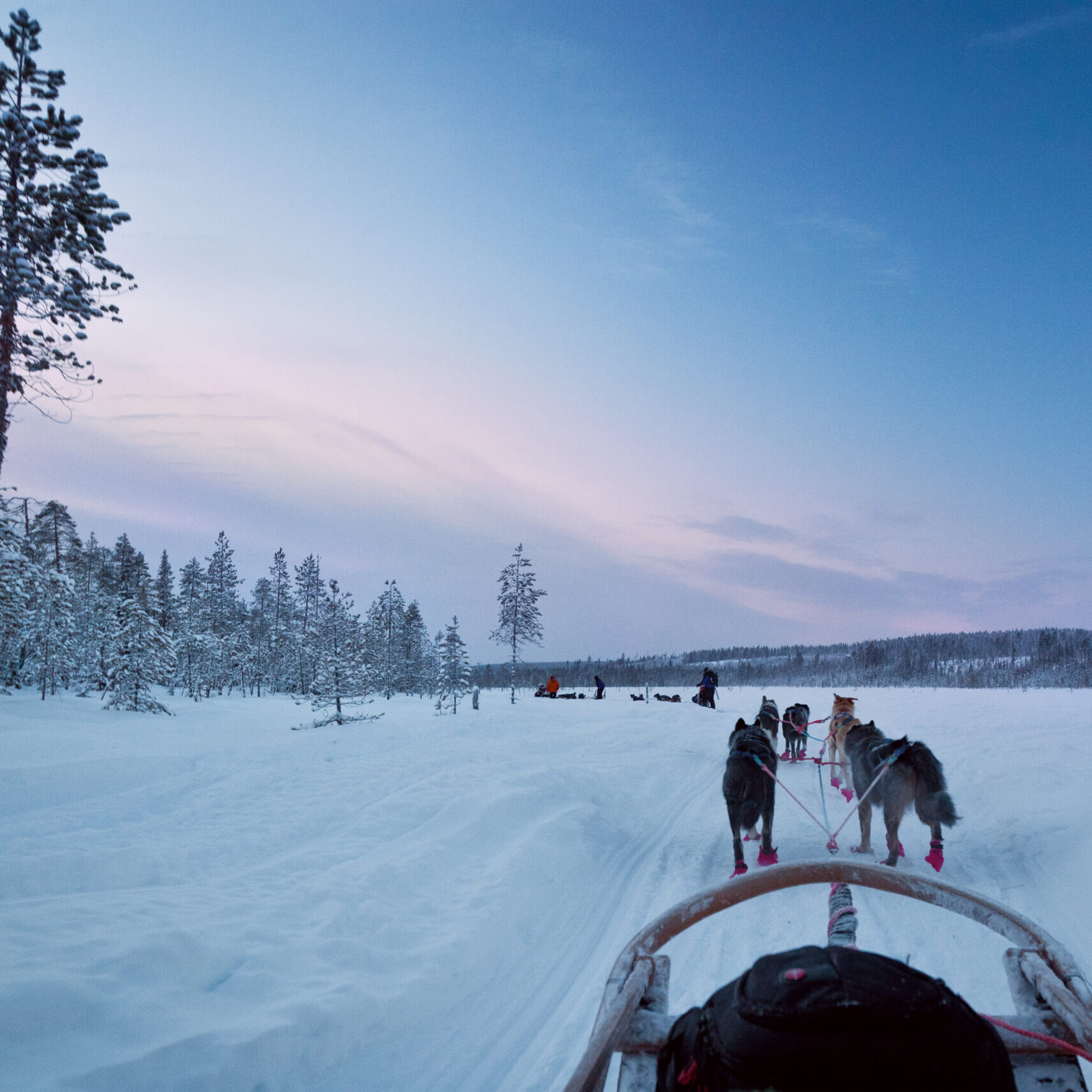 Sun setting over a husky sled sky is blue and pink huskies are pulling sleds