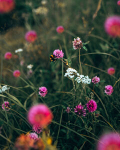 A bumble bee in a flower 