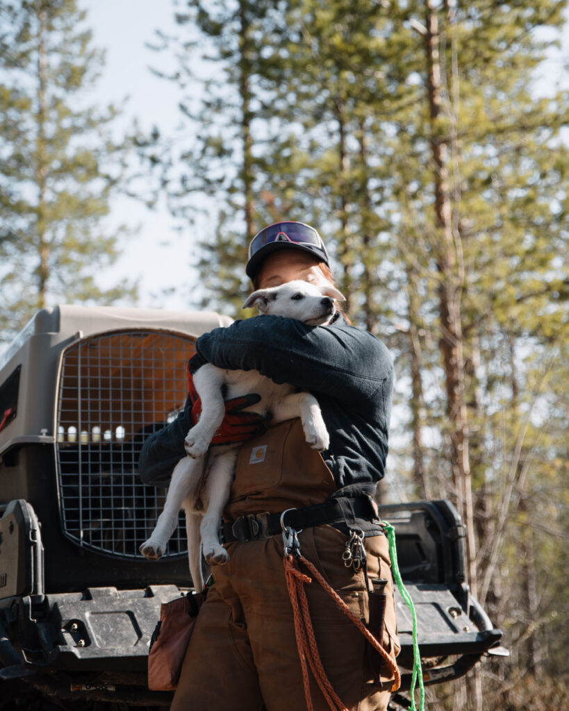 Bearhill Husky kennel working holding an Alaskan Husky puppy in Rovaniemi, Finland