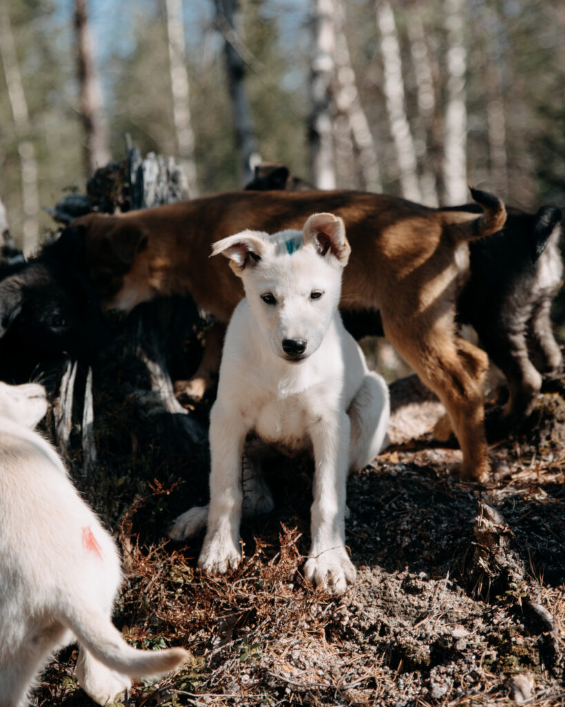 Alaskan Husky puppies explore nature at Bearhill Husky in Rovaniemi, Finland