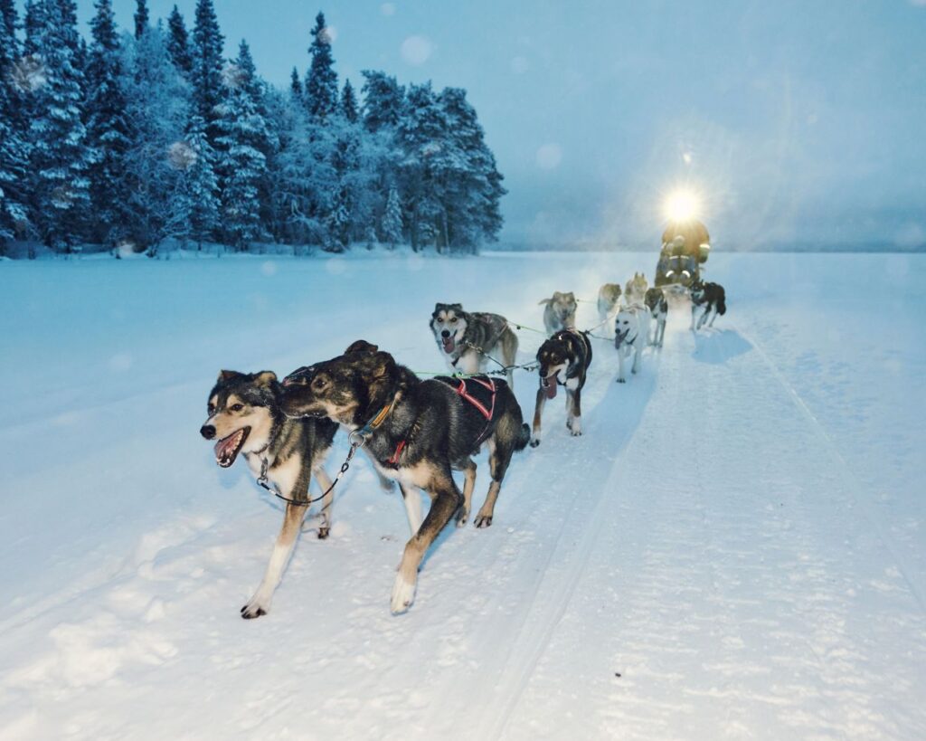 Sled dogs in Finland