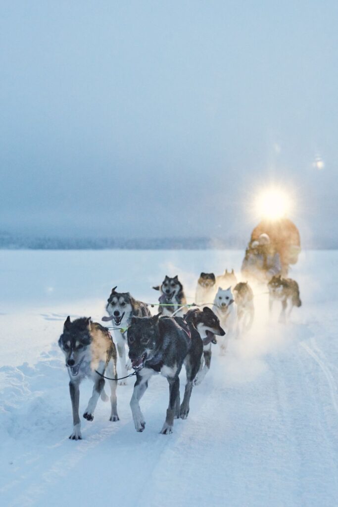 Sled dogs in Finland