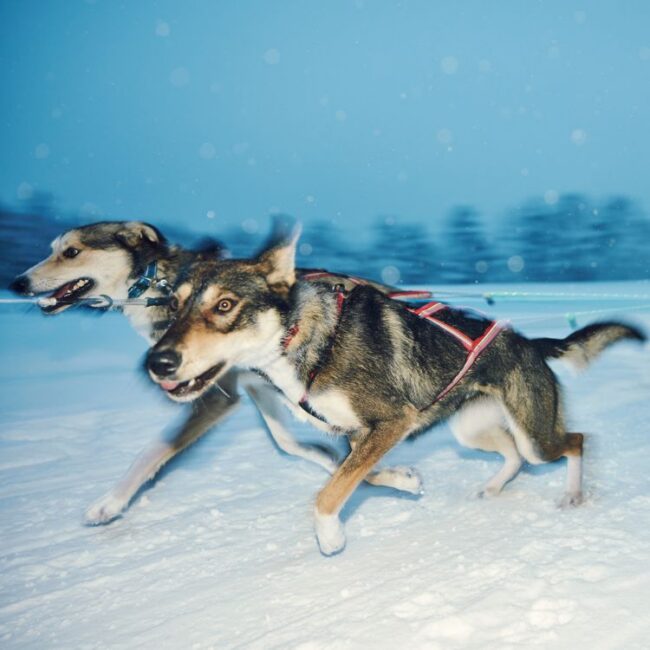 Sled dogs in Finland