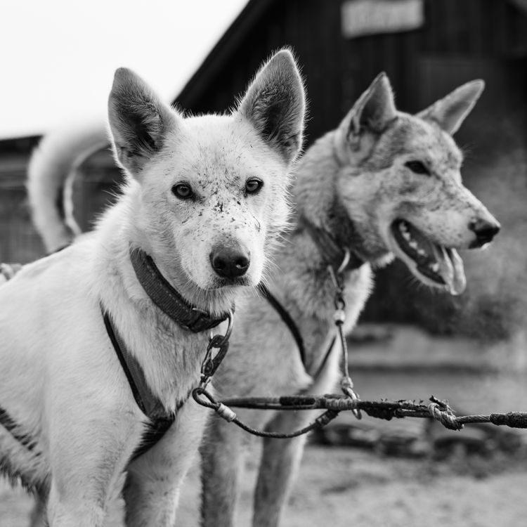 Are They Huskies? Understanding the Alaskan Husky
