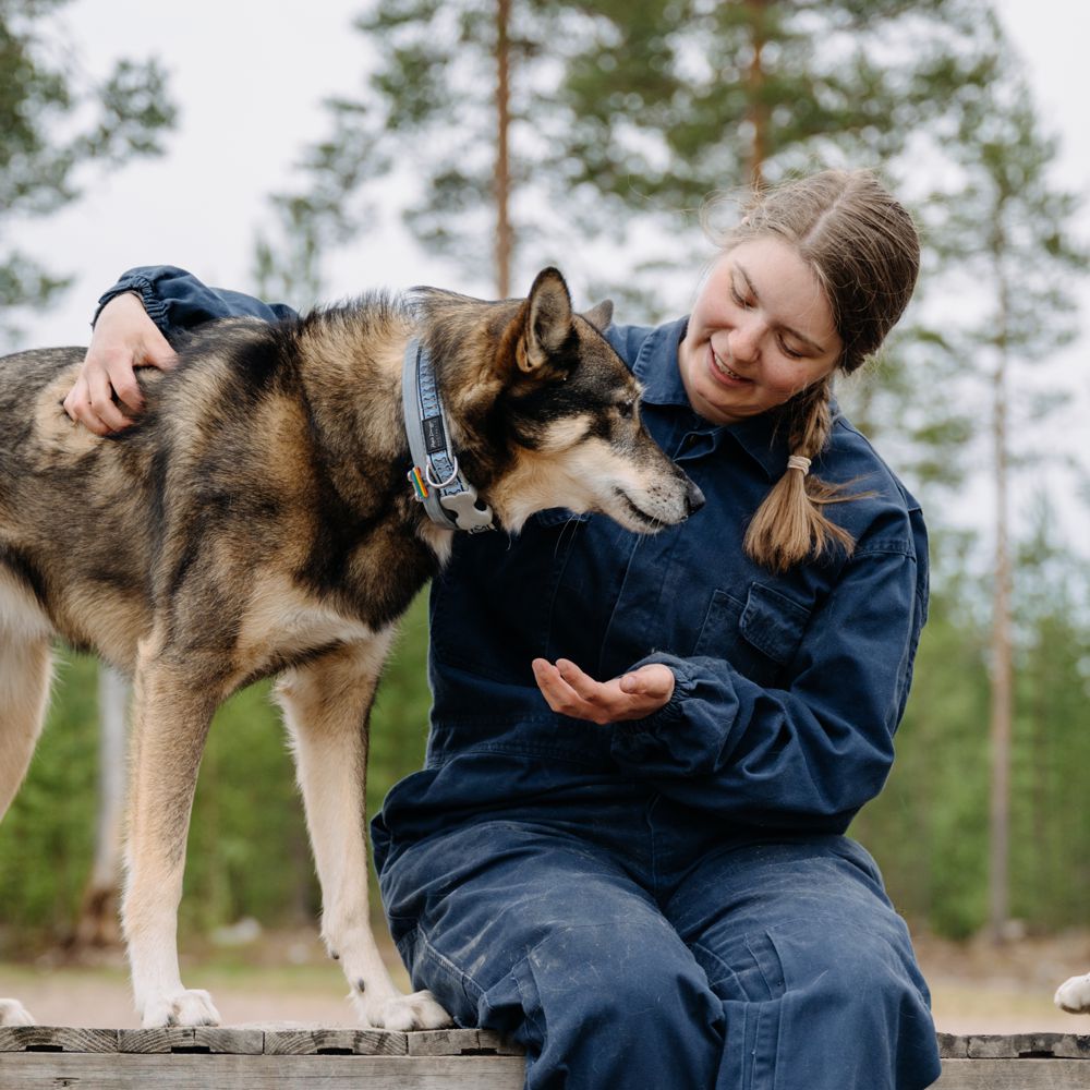 The Life of the Husky Summer Husky Tour at Bearhill Husky in Rovaniemi Finland
