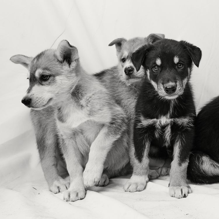 Understanding the Yearly Veterinary Inspection Report: What it is and what it isn't