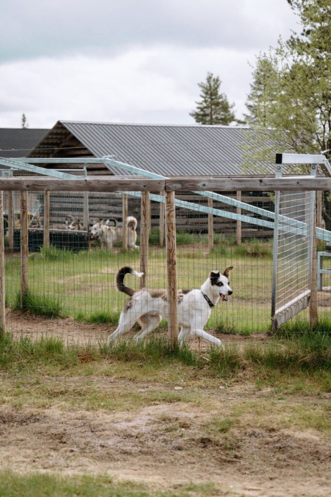 Alaskan Huskies training inside of a dog walker training wheel at Bearhill Husky in Rovaniemi Finland