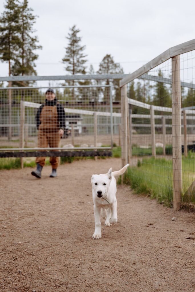 Alaskan Husky puppy walking inside of a dog walker training wheel at Bearhill Husky in Rovaniemi Finland