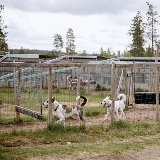 Why the Dog Walker is One of the Best Tools in Our Kennel