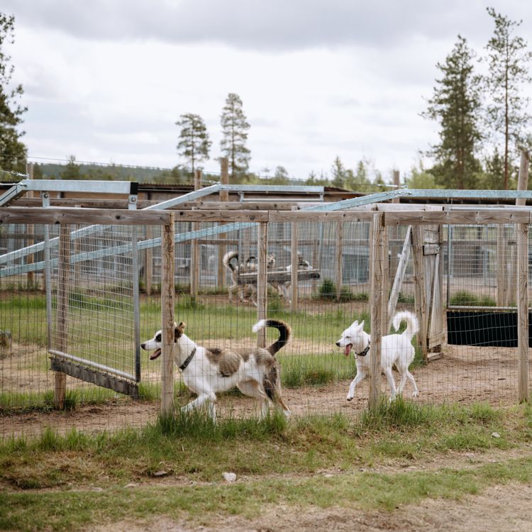 Why the Dog Walker is One of the Best Tools in Our Kennel
