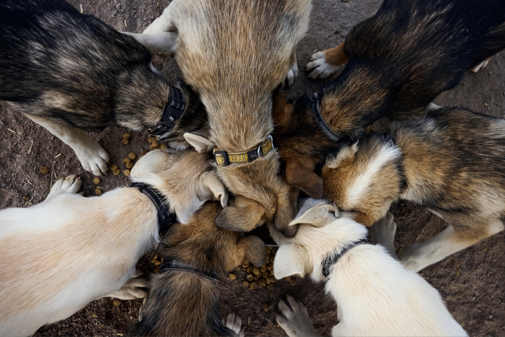 Appetite First: Building Eager Eaters in Our Puppies