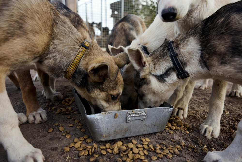Appetite First: Building Eager Eaters in Our Puppies