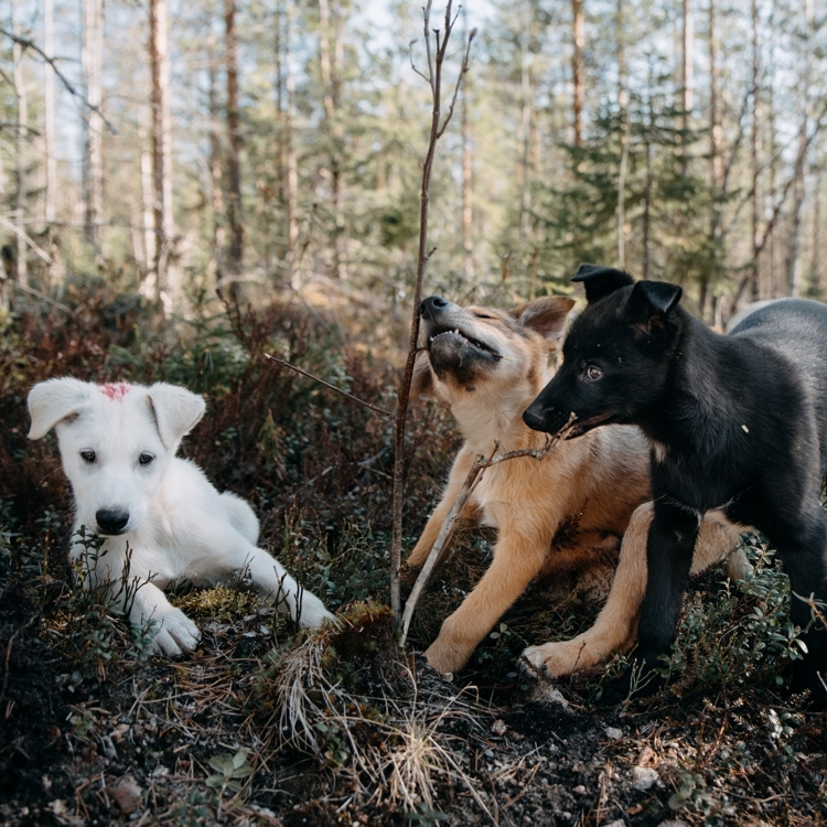 The Painted Puppies: Why We Mark Our Pups with Nail Polish